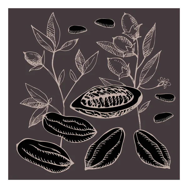 Kakao Set Vorhanden Handgezeichnete Skizze Vektor Kakaobohnen Blätter Skizze Und — Stockvektor