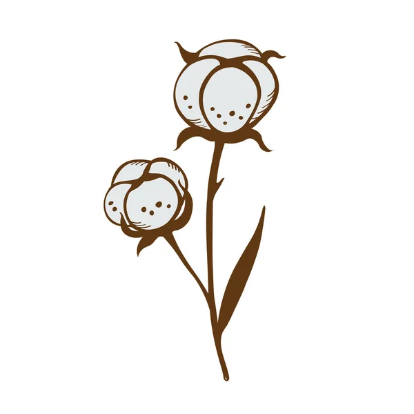 Cotton Ágak Növények Elegáns Levelek Pamutvirágok Botanikai Illusztrációja Kézzel Rajzolt — Stock Vector