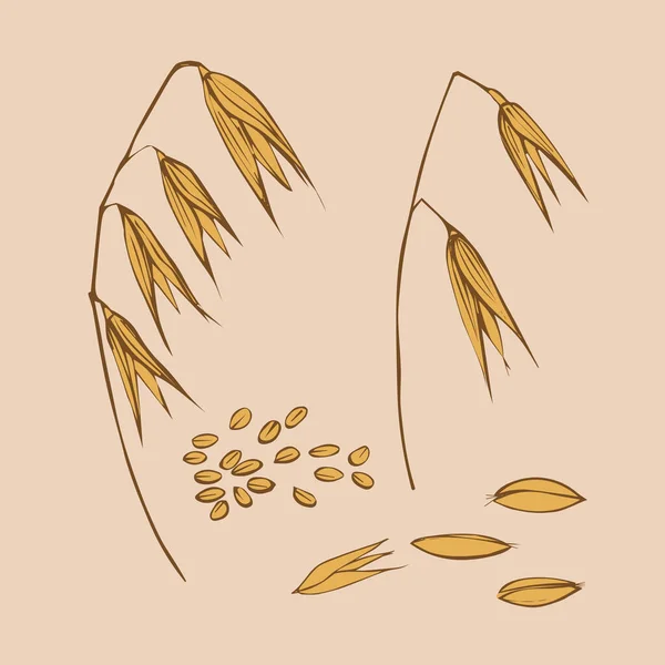 Avena Set Doodle Ilustración Color Avena Semillas Cereales Agricultura Cultivos — Vector de stock