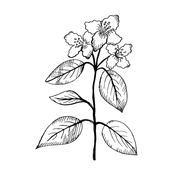 Jasmine Ilustracja Gałęzi Rośliny Jaśminu Dekoracyjny Pachnący Roślina Biały Kwiat — Wektor stockowy