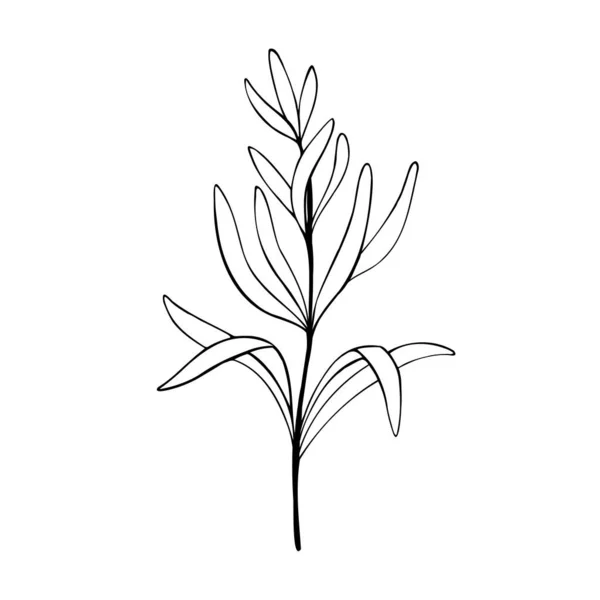 Δεντρολίβανο Φυτό Χειροποίητο Δεντρολίβανο Μονόχρωμη Απεικόνιση Διάνυσμα Σκίτσο Απομονώνονται Λευκό — Διανυσματικό Αρχείο