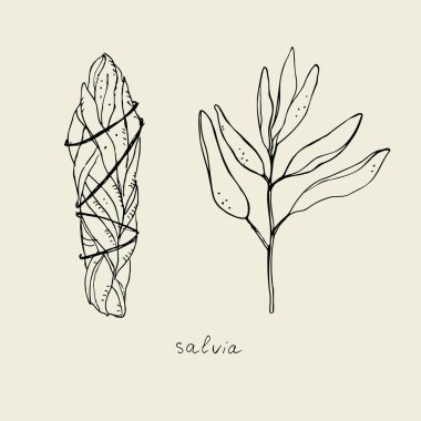 Adaçayı ve kuru adaçayı lekesi. El yapımı Salvia seti. Bitki demetleri, mis kokulu yapraklar. Vektör illüstrasyonu. Tasarım ögesi