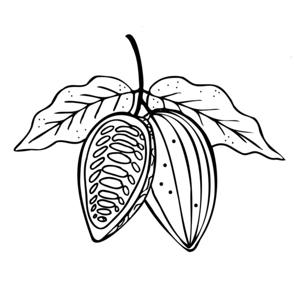 Cacao Schizzo Disegnato Mano Fagioli Cacao Schizzo Foglie Albero Cacao — Vettoriale Stock