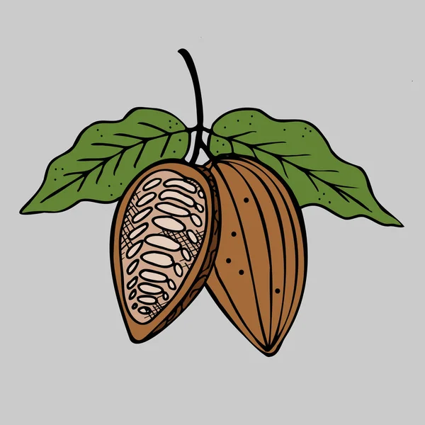 Kakao Handgezeichnete Skizze Kakaobohnen Blätter Skizze Und Kakaobaum Bioprodukt Doodle — Stockvektor