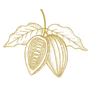 Kakao. El çizimi kakao çekirdekleri, eskiz ve kakao ağacı. Organik ürün. Kafe, dükkan, menü için çizim. Bitki parçaları. Etiket, logo, amblem, sembol için. Vektör