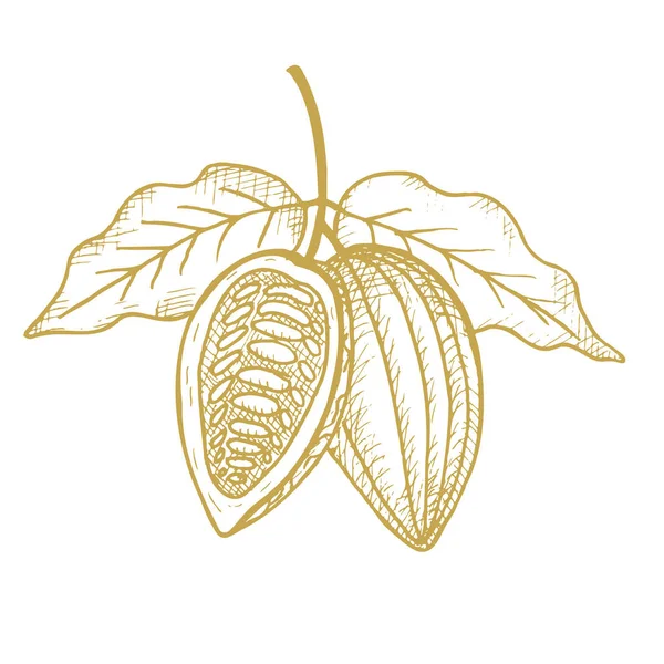Kakao Handgezeichnete Zeichnung Von Kakaobohnen Blättern Und Kakaobaum Bioprodukt Doodle — Stockvektor