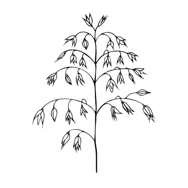 Ovesná Rostlina Monochromatický Náčrt Oves Semena Obiloviny Izolované Bílém Pozadí — Stockový vektor