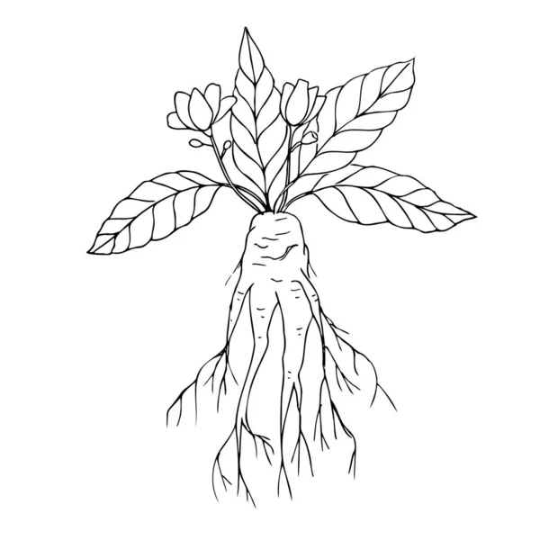 マンドレイク 根や花と人工植物の枝の手描きイラスト 魔法の植物 デザイン要素 隔離された白い背景 — ストックベクタ