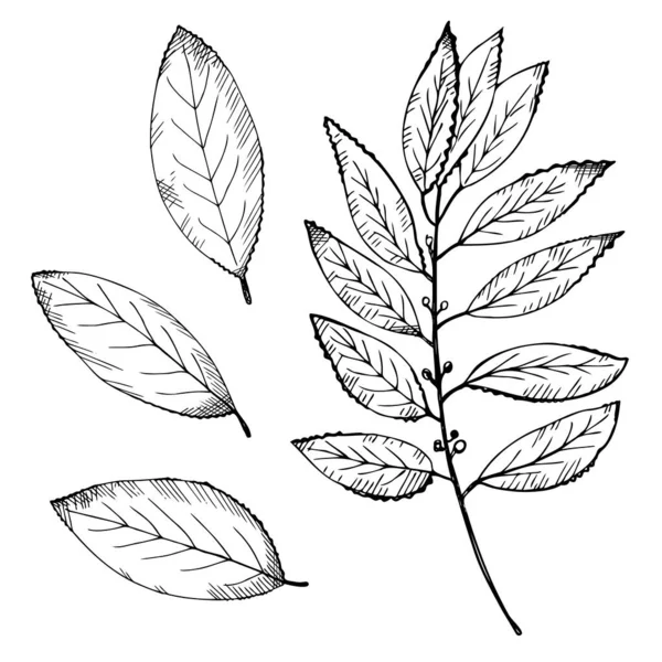 Listy Připraveny Ruční Kreslení Vavřínu Větev Stromu Listy Ilustrační Symbol — Stockový vektor