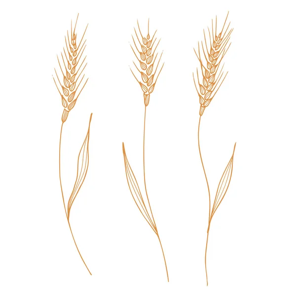 麦穗厚实 谷粒干透了 谷类收获 有机耕作 健康食品的象征 麦穗是用手拉着的 设计元素 孤立的背景 — 图库矢量图片
