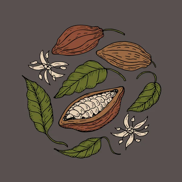 Kakao Handzeichnung Von Kakaobohnen Skizze Von Blättern Blumen Und Kakaobaum — Stockvektor