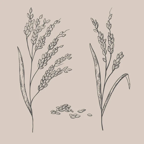 Ręcznie Rysowane Uszy Rośliny Ryżu Ilustracja Gałęzi Ziaren Ryżu Suszonych — Wektor stockowy