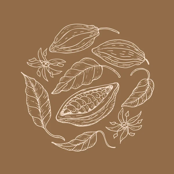 Cacao Disegno Mano Fagioli Cacao Schizzo Foglie Fiori Albero Cacao — Vettoriale Stock