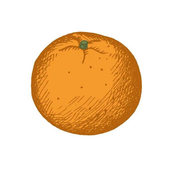 Drawn Tangerine Clementine Vintage Style Color Illustration Fruit Citrus Plant — Stock Vector