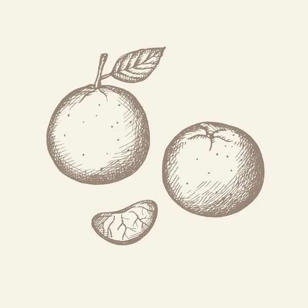 タンジェリンを描いたクレメンタイン ヴィンテージスタイル 葉を持つ柑橘類の植物の果実の色のイラスト みかんの果実のセグメント ベクトルイラスト 隔離された白い背景 手描き — ストックベクタ