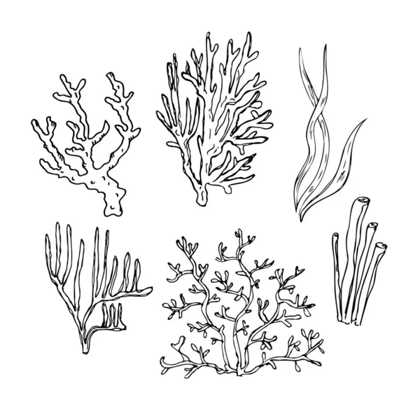 サンゴ手描きのサンゴや藻類 水中の海や海の植物のイラスト スケッチスタイルのグラフィックドローイング デザイン要素 線画だ カード ポスター Tシャツ印刷用 ベクトル — ストックベクタ