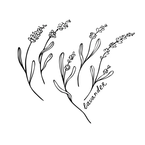 ラベンダー黒と白のベクトルスケッチ タイトルのフランスの野花の香り 手描き 結婚式のハーブ プロヴァンスの野花の芳香を咲かせます アロマセラピーの香り ドアベクター — ストックベクタ