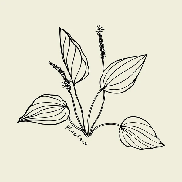 Plantain Ručně Tažený List Léčivé Lesní Rostliny Designový Prvek Izolované — Stockový vektor