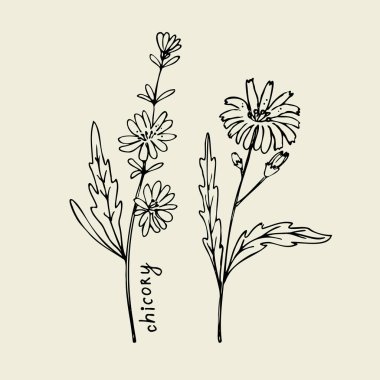 Hindiba. Yapraklar ve çiçeklerle el yapımı bitki kokulu sulu dal dalları. Kullanışlı tıbbi şifalı ot. Tasarım ögesi. Vektör sanat illüstrasyonu 