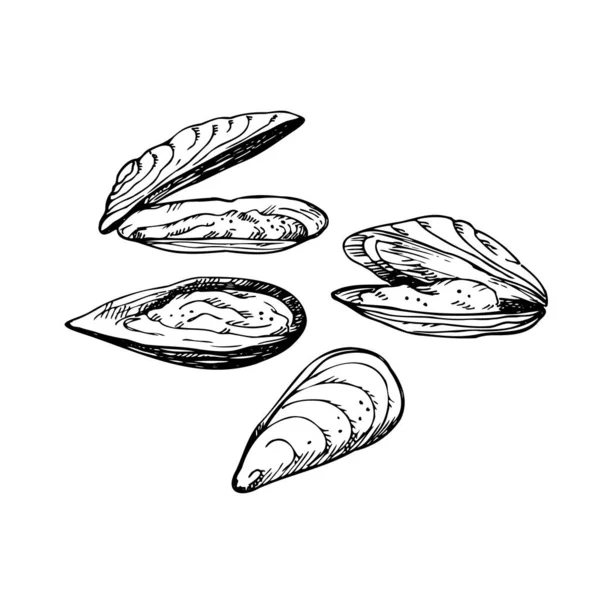 マッセルだ 貝殻や魚介類で手描き アサリをセット スケッチスタイル デザイン要素 パッケージ テンプレート メニュー 印刷用 ベクターアートイラスト — ストックベクタ