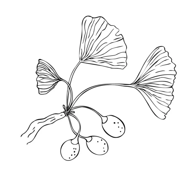 イチョウの枝のスケッチグラフィック絶縁ベクトル図 伝統的な医学 園芸や料理のデザインのためのスケッチ 白地に隔絶されたイチョウの木 — ストックベクタ