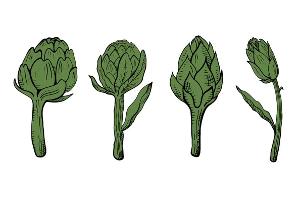イラストはアーティチョークをセット 食用花は健康な野菜のエコフードを芽します 手描きの新鮮な全体のアーティチョーク ベクターイラスト — ストックベクタ