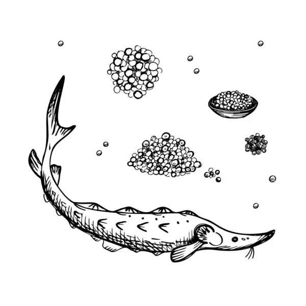 Черная Икра Осетра Рисует Векторную Иллюстрацию Белом Фоне Набор Рыбой — стоковый вектор