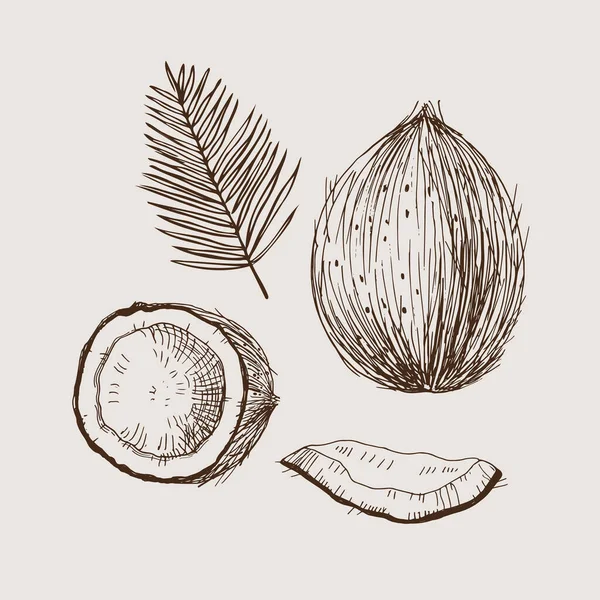 Kokosnussvektorillustration Mit Ganzer Nuss Scheibe Und Palmzweig Handgezeichneter Skizzenstil Mit — Stockvektor