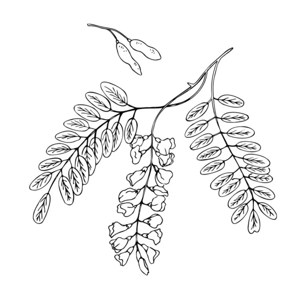 相思树分枝与花卉植物载体插图手绘涂鸦素描风格 在孤立的白色背景上的植物设计元素 白刺槐 — 图库矢量图片