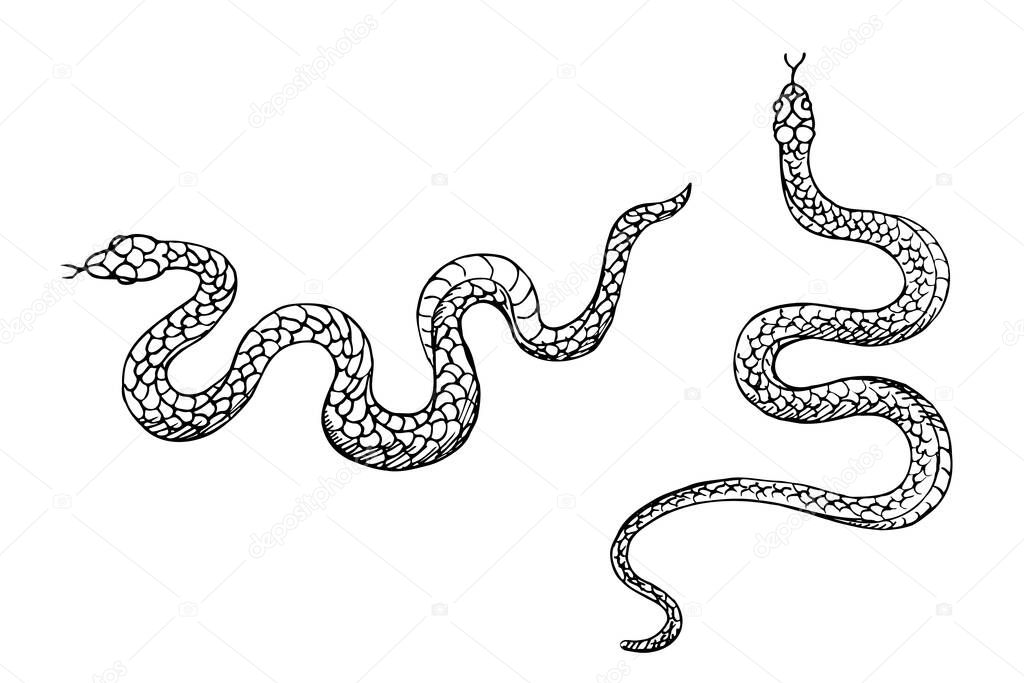 Snakes animal vector illustration hand drawn on isolated white background. Design element serpent for template, label, print, horoscope, t-shot, tattoo, logo