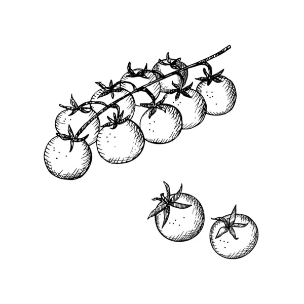 隔離された白い背景ベクトル図上の彫刻スタイルで描かれたチェリートマトの野菜の手 トマトの収穫 ラベル テンプレート カードのデザイン要素 — ストックベクタ