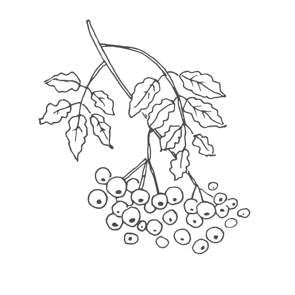 Rowan Drzewo Gałąź Wektor Ilustracja Jagód Łabędzia Ręcznie Rysowane Odizolowanym — Wektor stockowy