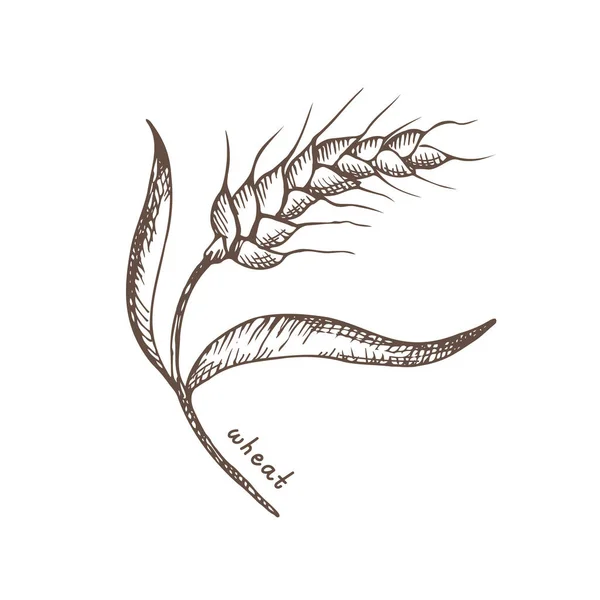 麦穗厚实 谷粒干透了 谷类收获 有机耕作 健康食品的象征 麦穗是用手拉着的 设计元素 孤立的背景 — 图库矢量图片