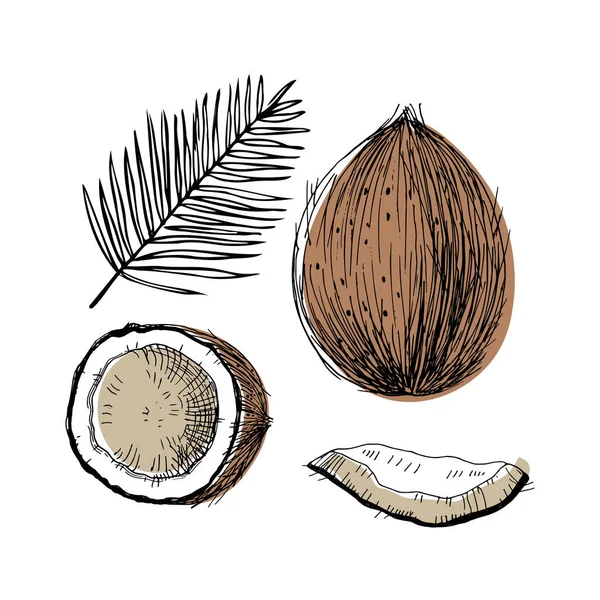椰子植物图解与整个坚果 切片和棕榈枝 手绘涂鸦素描风格与孵化图 设计元素热带坚果 孤立的白色背景 — 图库矢量图片