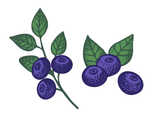 Blaubeeren Pflanzen Handgezeichnete Waldbeeren Und Blätter Der Großen Heidelbeerpflanze Gestaltungselement — Stockvektor