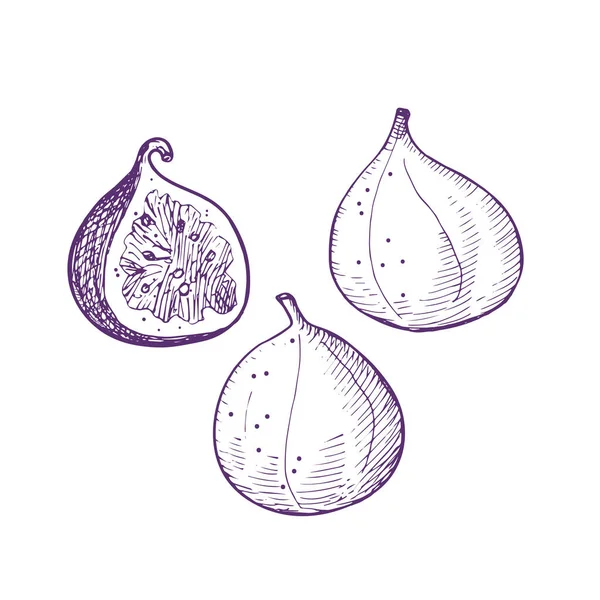 Feigen Vektor Illustration Set Mit Tropischen Früchten Auf Isoliertem Weißen — Stockvektor