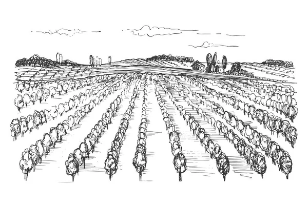 葡萄园风景画 在孤立的白色背景上手工绘制葡萄植物的向量图 用于印刷 小册子 设计元素藤 仿制油墨 — 图库矢量图片
