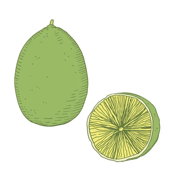 石灰插图画 柑橘类植物在标记 模板等独立的白色背景设计元素上的彩色矢量图解 全柠檬 半柑橘手绘 — 图库矢量图片