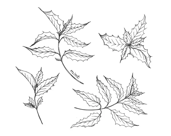 Φύλλα Δυόσμου Ζωγραφισμένα Στο Χέρι Τσάι Μέντας Αρωματικό Φύλλο Φαρμακευτικό — Διανυσματικό Αρχείο
