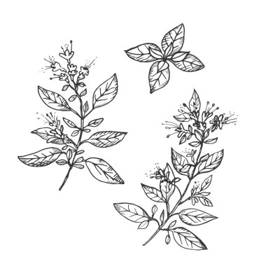 İzole edilmiş arka planda Oregano bitkisi çizimi. Elle çizilmiş baharatlı bitki, yemek, kozmetik, tıbbi bitki, çay, aroma yağı. Etiket, yazdırma, şablon ve logo için oylanmış illüstrasyon