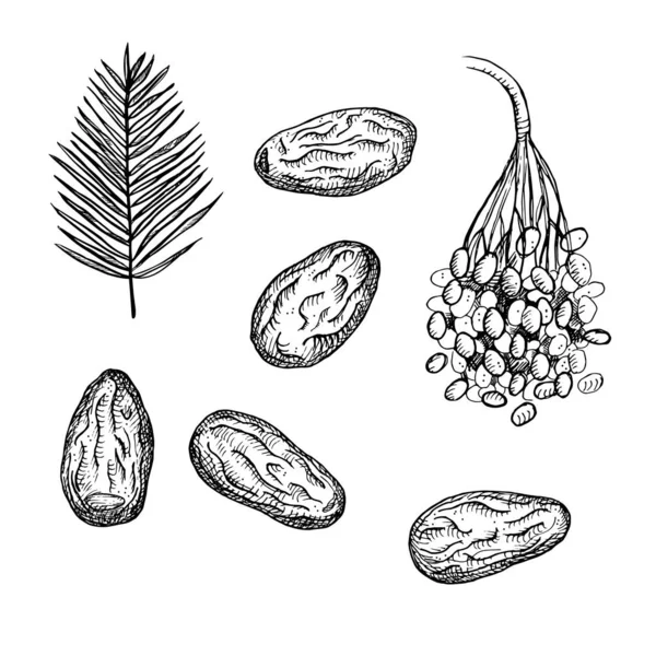 Datteln Ziehen Frische Essbare Dattelpalmen Blätter Und Trockenfrüchte Handgezeichnete Vektor — Stockvektor