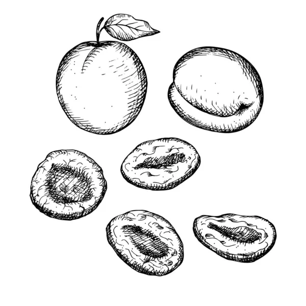 Getrocknete Aprikosen Getrocknete Früchte Handgezeichnete Trockene Aprikose Frische Aprikosenpflanze Vektorillustration — Stockvektor
