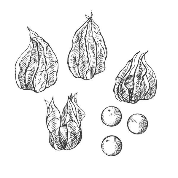 Physalis Pflanze Und Beere Zeichnen Auf Isoliertem Weißen Hintergrund Handgezeichnete — Stockvektor