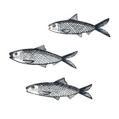 İzole edilmiş beyaz bir zemine sardalya balığı çiziyor. Grafik sürahisi, deniz ürünleri ve deniz balıkçılığıyla el çizimi. Şablon, etiket, arkaplan, kart, poster için tasarım ögesi. Vektör illüstrasyonu