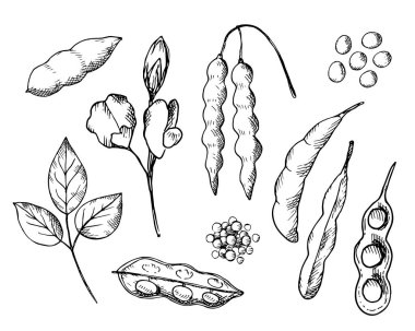 Soyalı bitkiler izole edilmiş beyaz arka planda. Fasulye, soya kökü ve soya çiçeğinin temsili. Sağlıklı yiyecek, doğal protein, tohum hasadı. Yazdırma, etiketleme, şablon, arkaplan