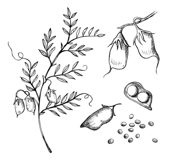 Roślina Soczewica Ziarna Rysunek Wektor Ilustracji Izolowanym Białym Tle Żniwa — Wektor stockowy