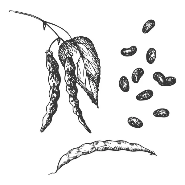 Vektorgrafik Der Bohnenpflanze Auf Isoliertem Weißen Hintergrund Ernte Gesunde Ernährung — Stockvektor