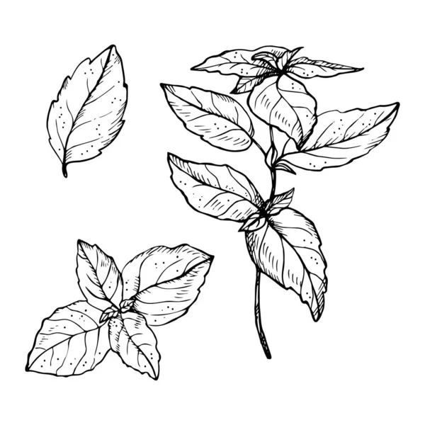 Basilikum Pflanze Zeichnung Vektor Illustration Auf Isoliertem Weißen Hintergrund Handgezeichnetes — Stockvektor