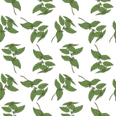 Basil bitkisiz desenli çizim vektör illüstrasyonunun tekrarlanması. Fesleğen yaprağı dalıyla dekoratif süs, kokulu bitki, baharat, Tasarım, kart, tekstil, baskı, kağıt, ambalaj