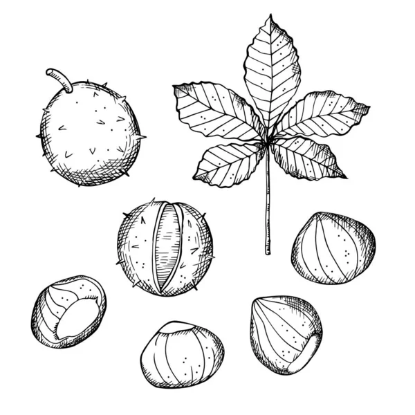 Kaštanové Ručně Kreslené Náčrtky Rostlin Izolovaném Pozadí Kreslení Listů Stromů — Stockový vektor